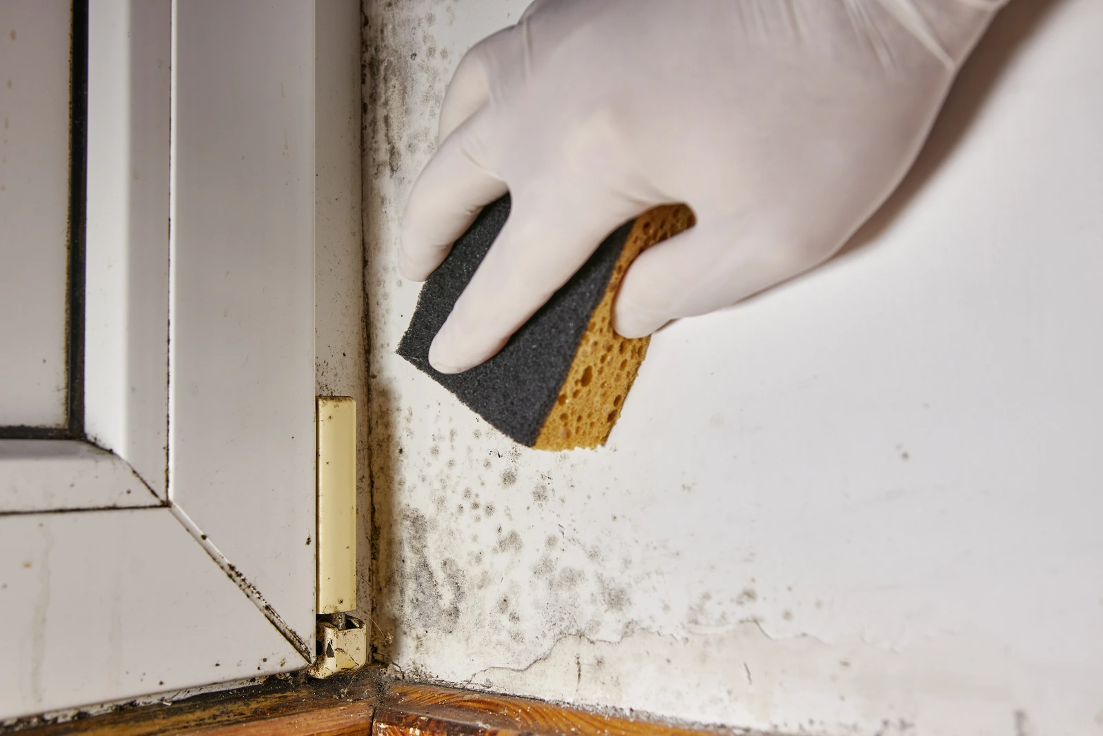 Mold challenge